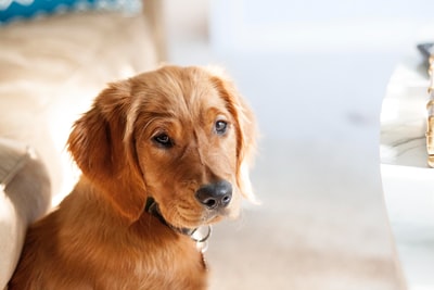 成年金毛猎犬